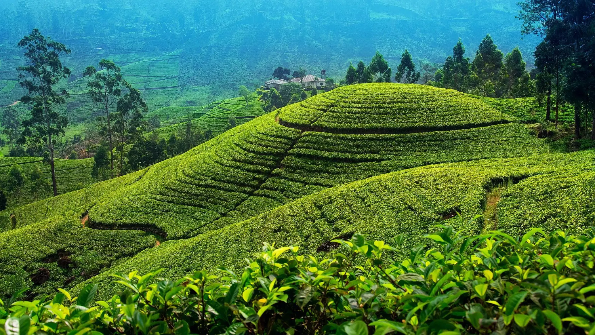 Tea Plantations