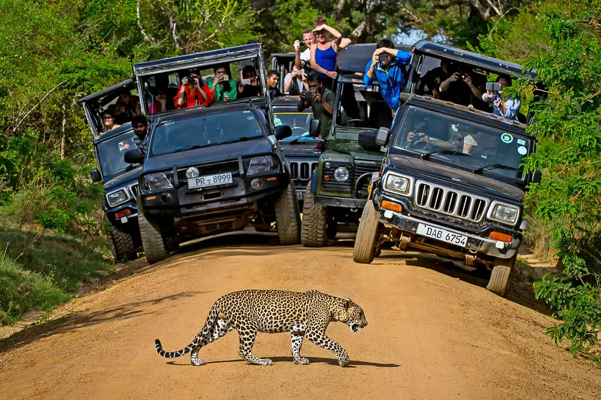 Elephant Yala