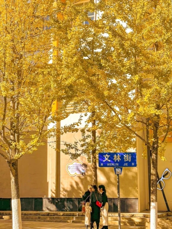 Phố Văn Lâm, Côn Minh, hàng ngô đồng lá vàng
