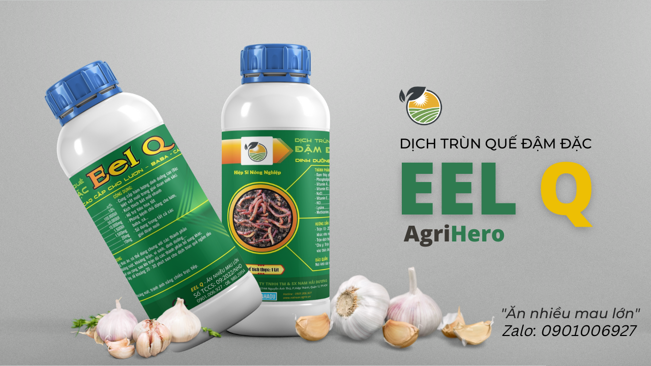 dich-trun-que-eel-q