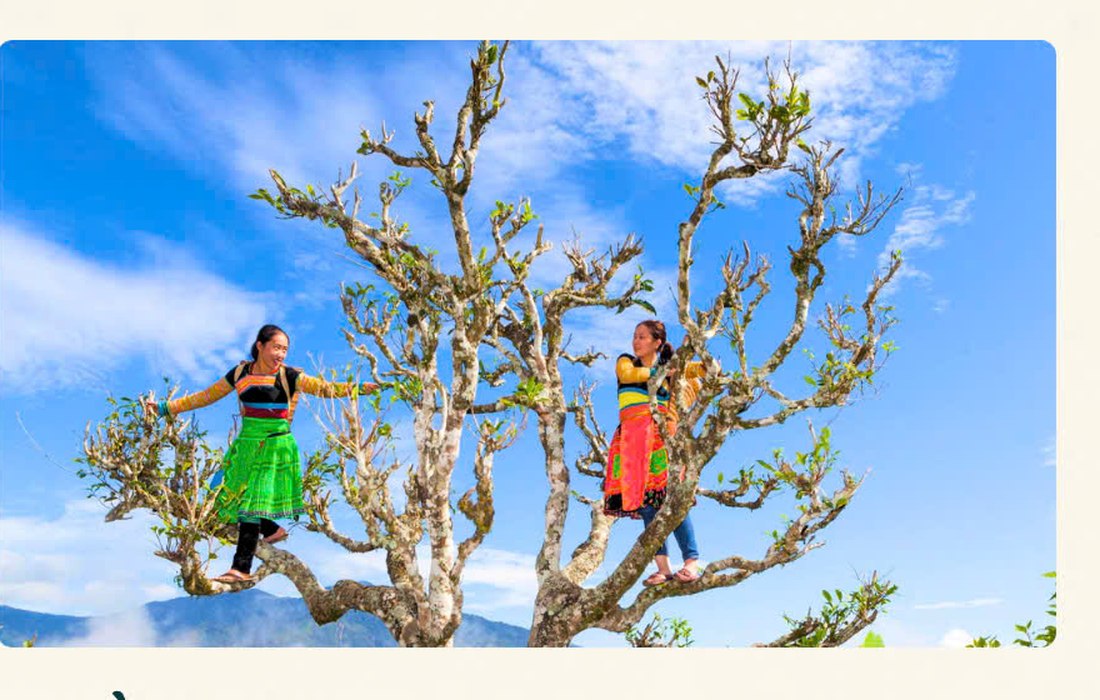 Người Mông hái trà trên núi Tà Xùa