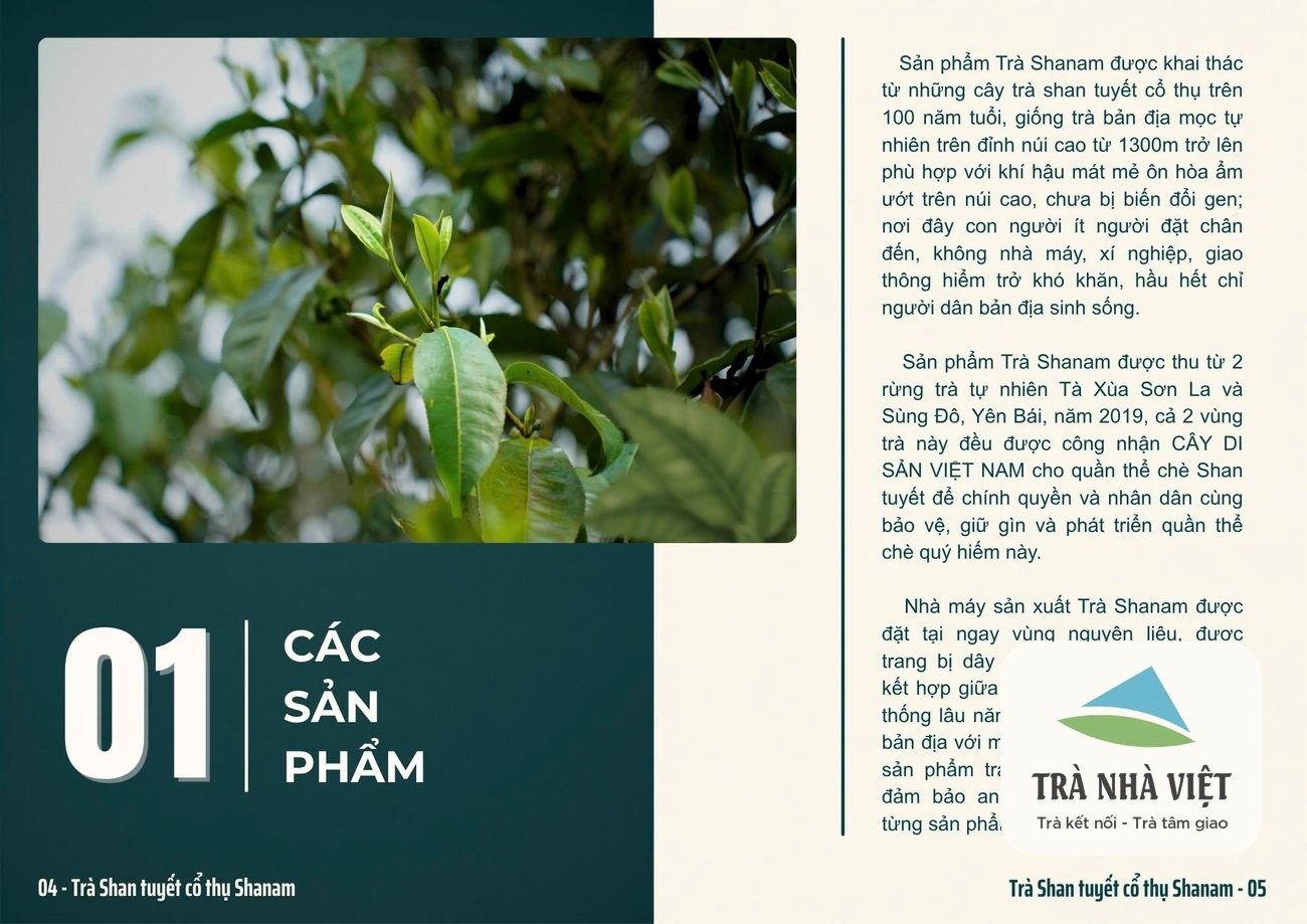 Câu chuyện vùng nguyên liệu Trà Shan tuyết cổ thụ Shanam