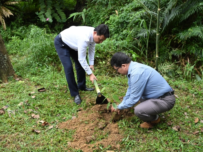 Sở Văn hoá, Thể thao và Du lịch TP. Đà Nẵng tự tay trồng cây Chò chỉ đỏ, giống cây bản địa phù hợp và sinh trưởng tốt ở hình khu vực