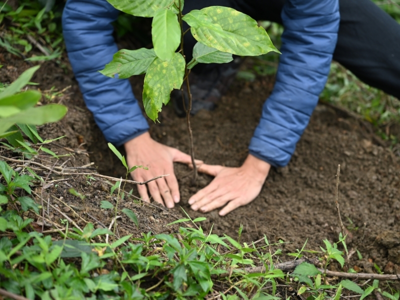 Hơn 30 cây Chò chỉ được trồng tại khu vực Suối Hoa, vun vén cho khát vọng về những ngọn đồi xanh thẳm bóng cây bản địa.