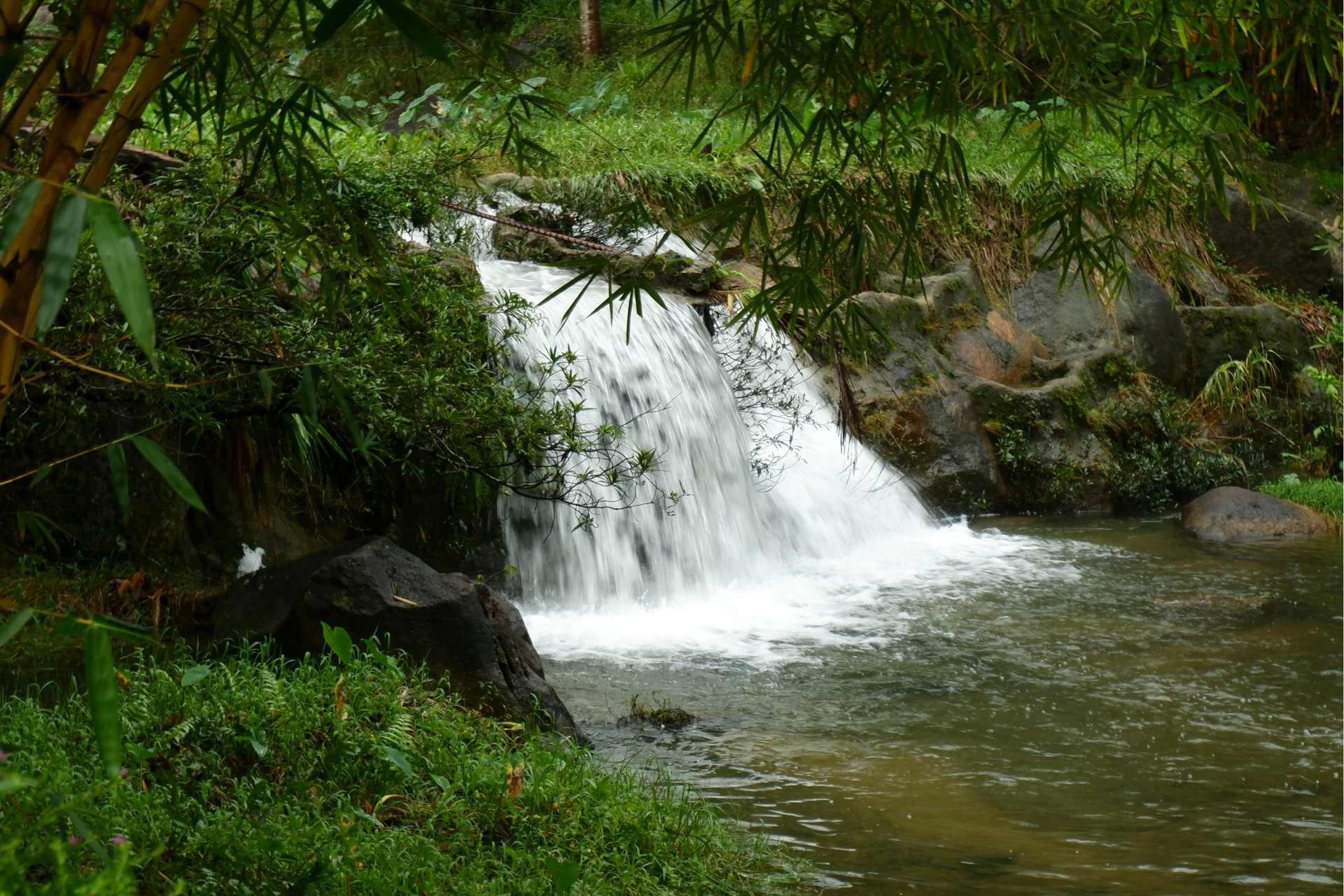 Toom Sara xanh sau mưa