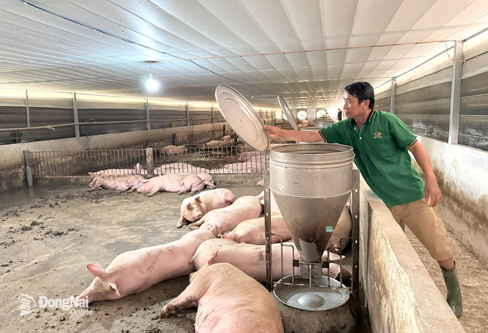 Trại chăn nuôi heo tại xã Xuân Thọ, huyện Xuân Lộc. Ảnh: B. Nguyên