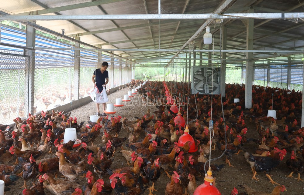 Anh Nguyễn Văn Tú, xã Xuân Quang (Bảo Thắng) chăm sóc đàn gia cầm.
