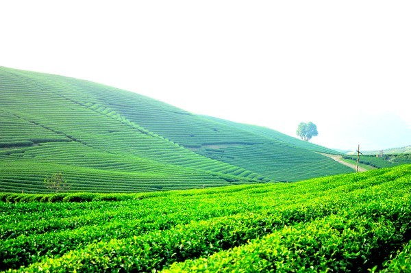 Đường mòn giữa những luống trà Thái Nguyên