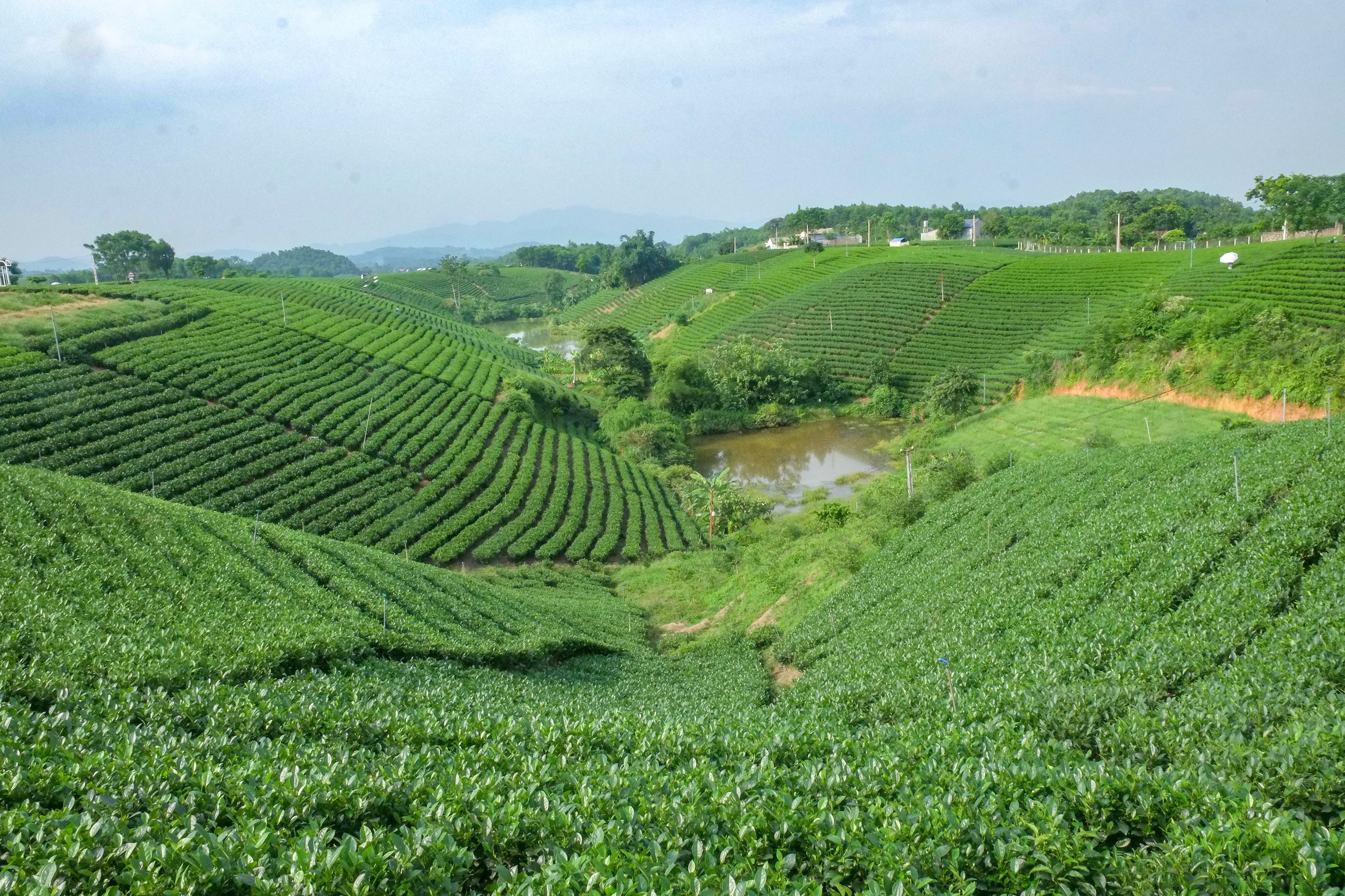 Những luống trà uốn theo triền đồi tại Thái Nguyên