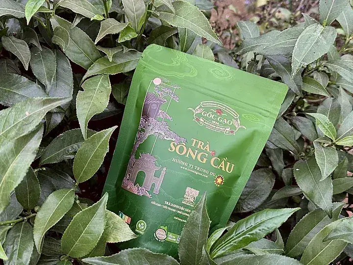 Túi Trà Sông Cầu giữa nương chè ở vườn