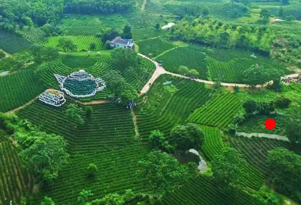 Đồi chè xóm Gốc Gạo, xã Vô Tranh nhìn từ trên cao; chấm đỏ đánh dấu thửa 275 (VMD.GG-Chè Ta 275)