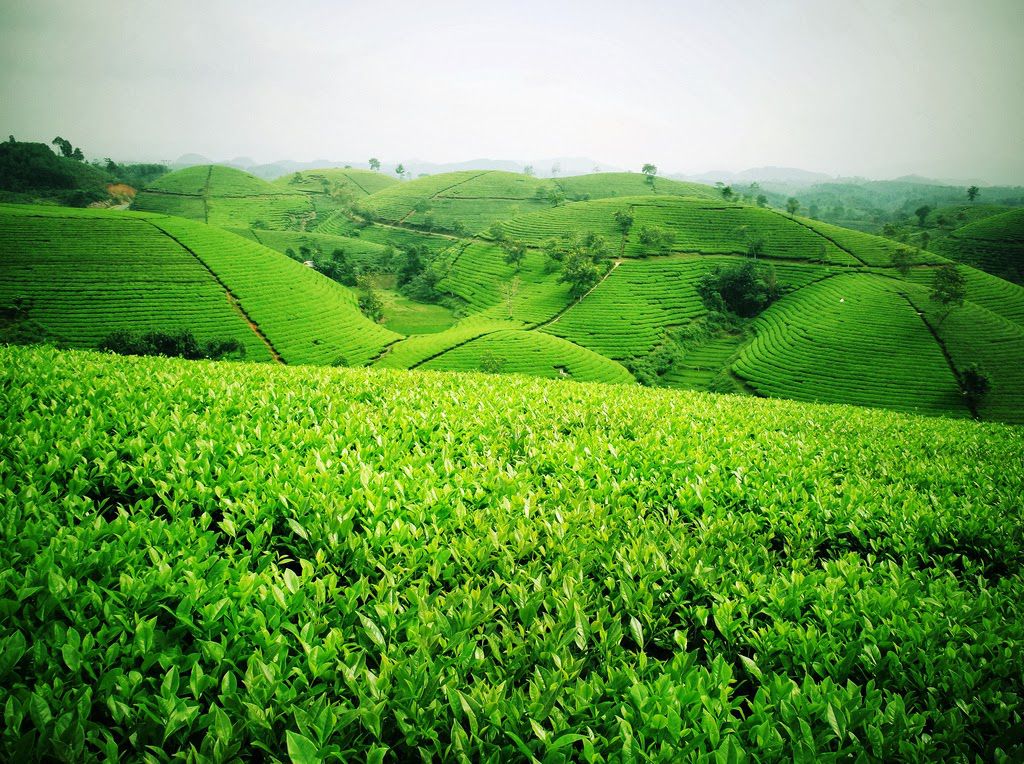 Đồi trà xanh tại Tân Cương, Thái Nguyên