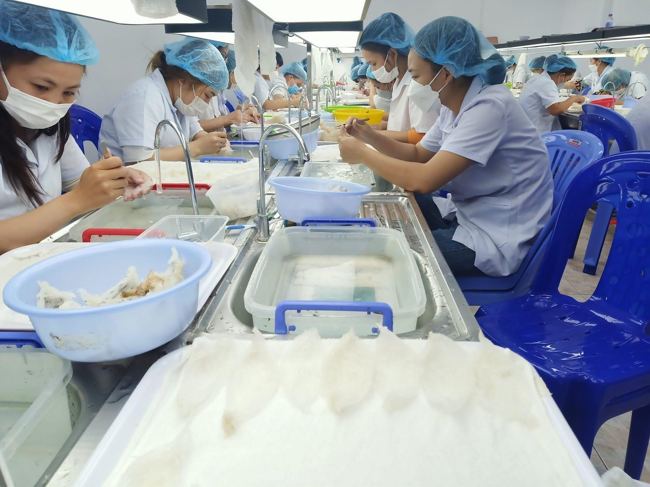 Chuyền sơ chế tổ yến