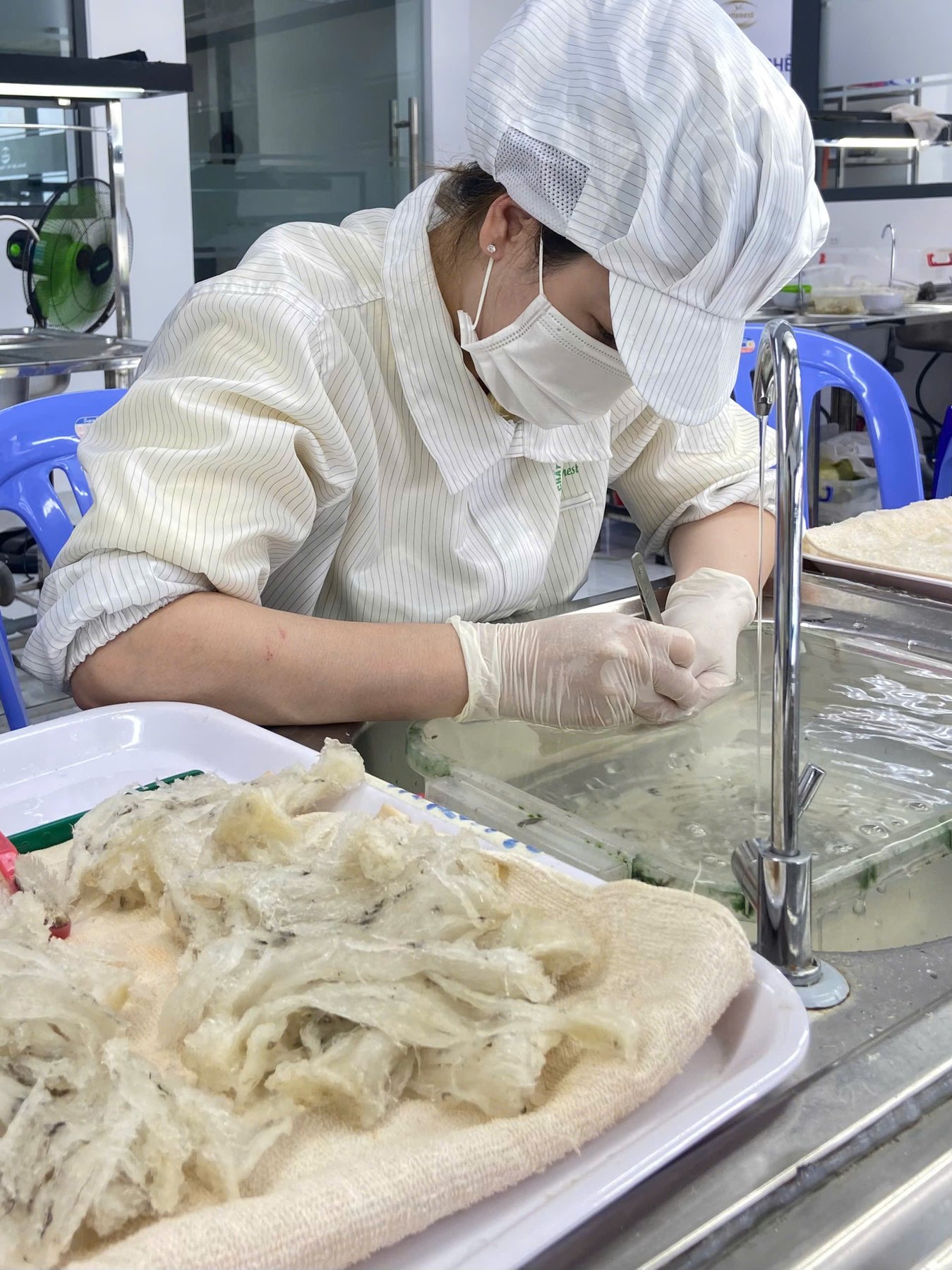 Nhặt lông yến thủ công