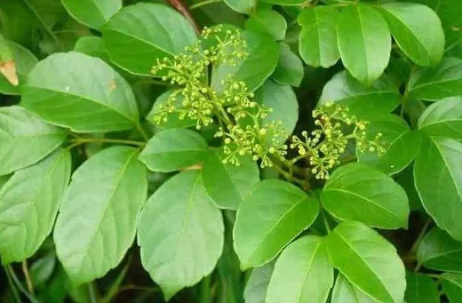 Chè dây
