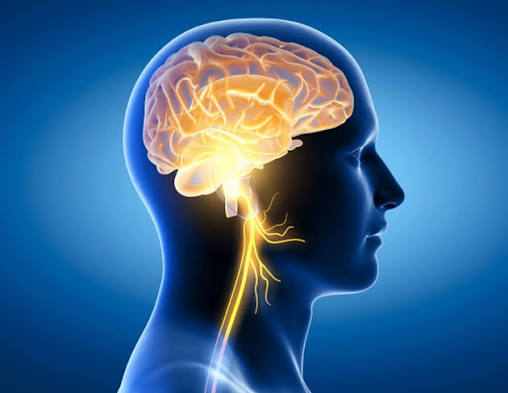 Hỗ trợ não bộ và tăng cường sức đề kháng