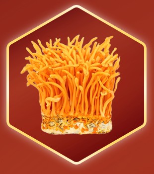 Đông trùng hạ thảo