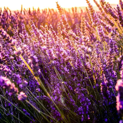 Lavender