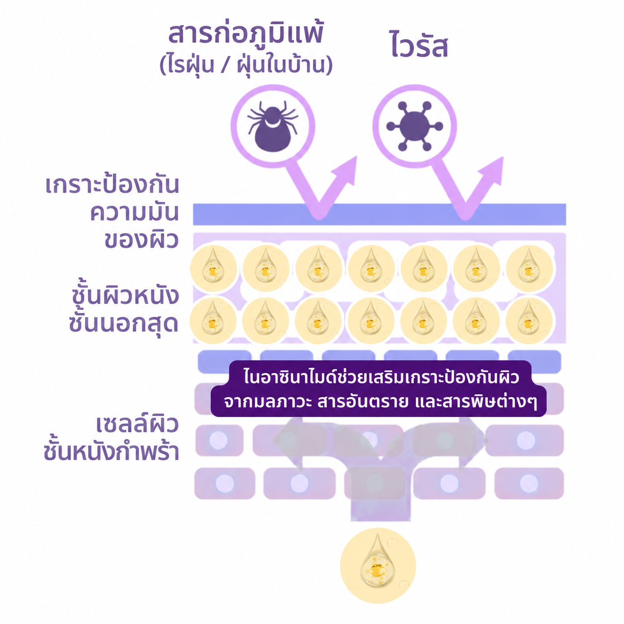 Niacinamide ดูแลเกราะป้องกันผิว