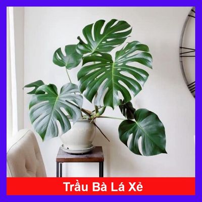 Trầu Bà Lá Xẻ, Trầu Bà Nam Mỹ