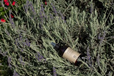Đẳng cấp khác biệt của Oway – Dòng sản phẩm Sinh học năng lượng Biodynamic
