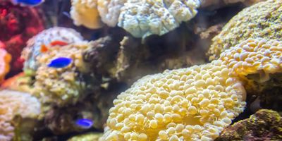 Snorkeling Tour Nha Trang – Complete Guide 2025