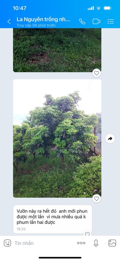 Vườn sầu riêng ông Lê Thanh Viễn sau khi dùng KA GREEN