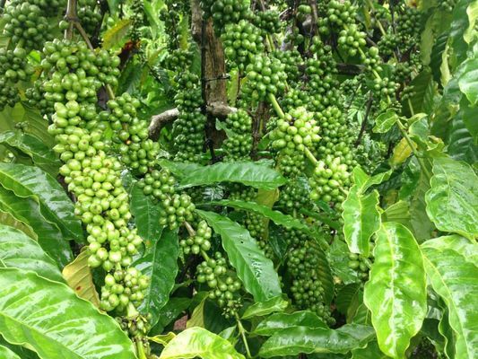 Rễ yếu tiêu còi cọc