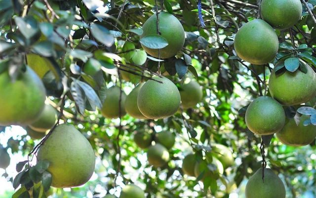 Bưởi da xanh bung đọt trĩu quả