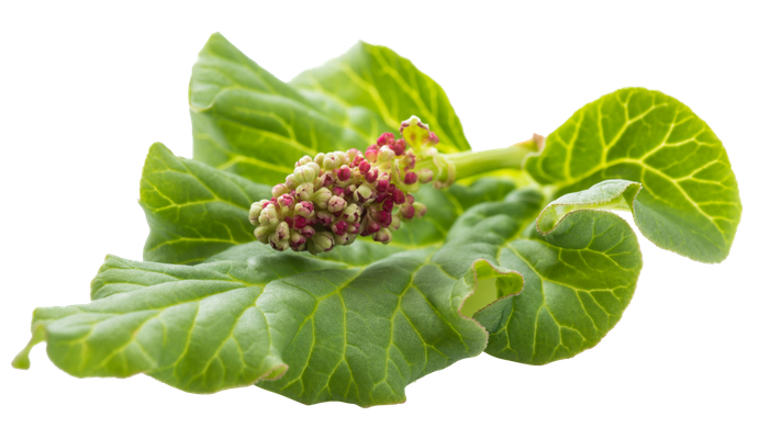 Herba Polygonum aviculare