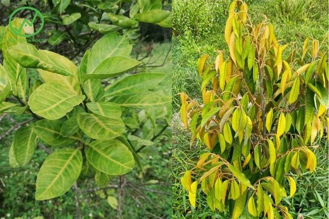 Rễ yếu nghẹt rễ thối rễ