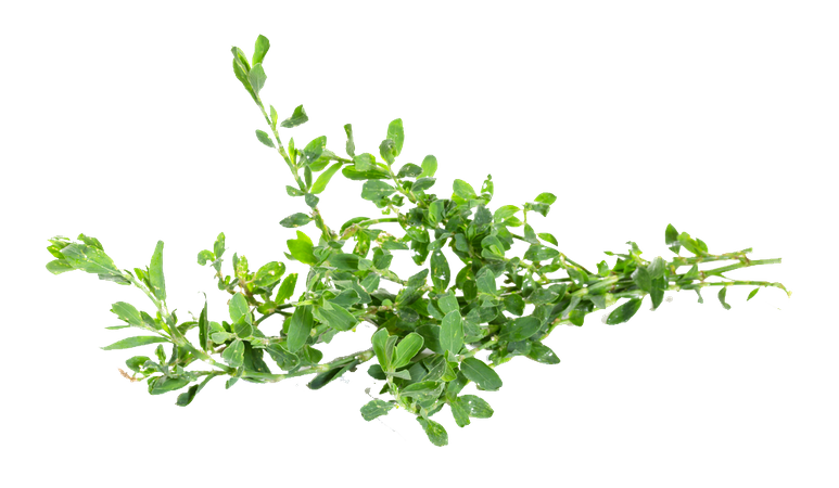 Ekstrak Dianthus Superbus