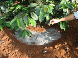 Tốn kém chi phí phân thuốc