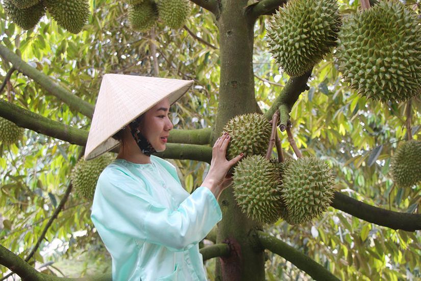 Chị Thuỷ bên cây sầu riêng sum suê trái
