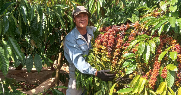 Anh Liêm cà phê bội thu trĩu quả