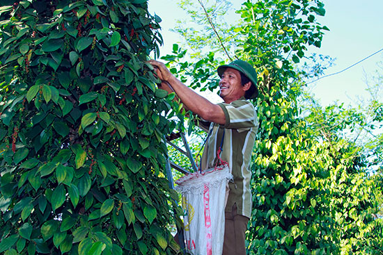 Anh Bình thu hoạch vườn tiêu thẳng tắp
